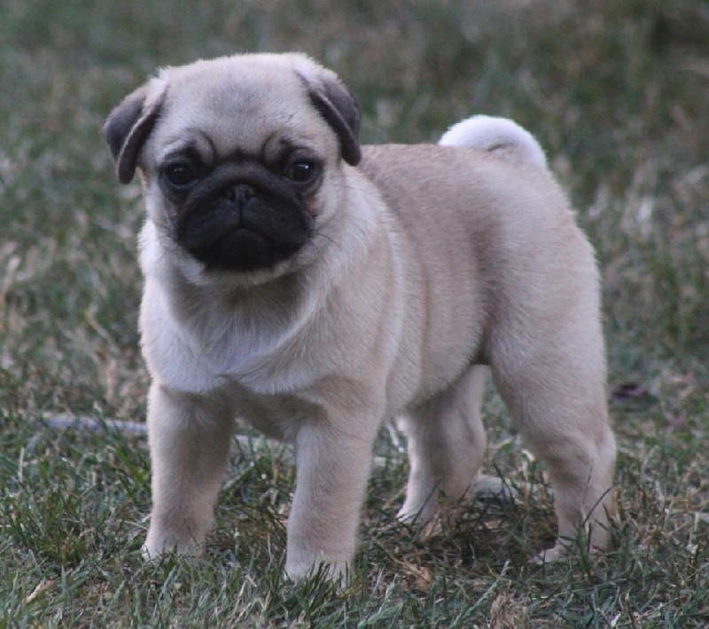 Pug Spirit Making of