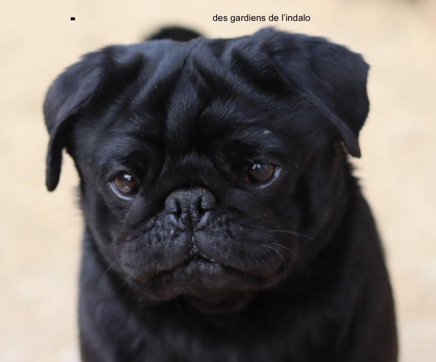 mes chiens d'expositions de beauté